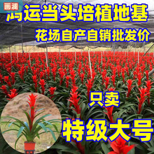 鸿运当头盆栽小红星开红花室内客厅大型绿植物凤梨办公室四季花卉