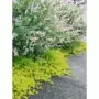 庭院多年生彩叶植物阳台