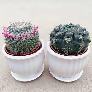 ������p�����̽M���ײ��҃ȳ���ȩ�Gֲ���ܿ͏d�ļ����B���ԾGֲ