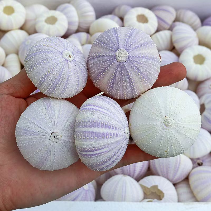 紫海胆海胆海洋可白做天然贝壳天然标本紫色壳海胆做小夜灯DIY