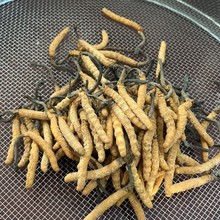 冬虫夏草批发2025野生云贵亚香棒虫草非藏区0.5克/根自用实惠