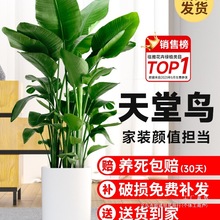 天堂鸟盆栽室内客厅大型绿植办公室大叶植物花卉鹤望兰去甲醛新房