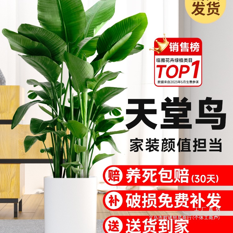 天堂鸟盆栽室内客厅大型绿植办公室大叶植物花卉鹤望兰去甲醛新房