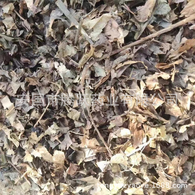 Dried Sarcandra Herb Zhong Jie Feng Whole Plant Natural Sun-Dried Chinese Bulk Herbal Material 1kg key features