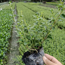 六月雪 白马骨 碎叶冬青 成都园林绿化苗木地被植物灌木花木 绿植