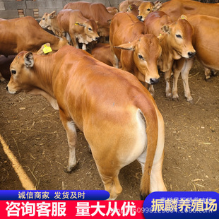 200��ĸ��������Sţ����һ�^ �����Sţ�� ţ�� �����Sţ��