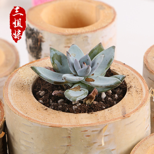 Cross-border wooden candlestick retro birch candlestick cup ornaments succulent flower pot log B&B decoration Amazon wholesale