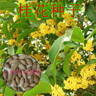 �𻨷N�� ��������¹𻨘�N�� �𻨷N���ļ������̨���ܷN��