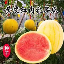 �SƤ��ʺ����ϷN�ӟo�����ϷN�Ӻ�Ƥ�S����������ϰ������ϷN��