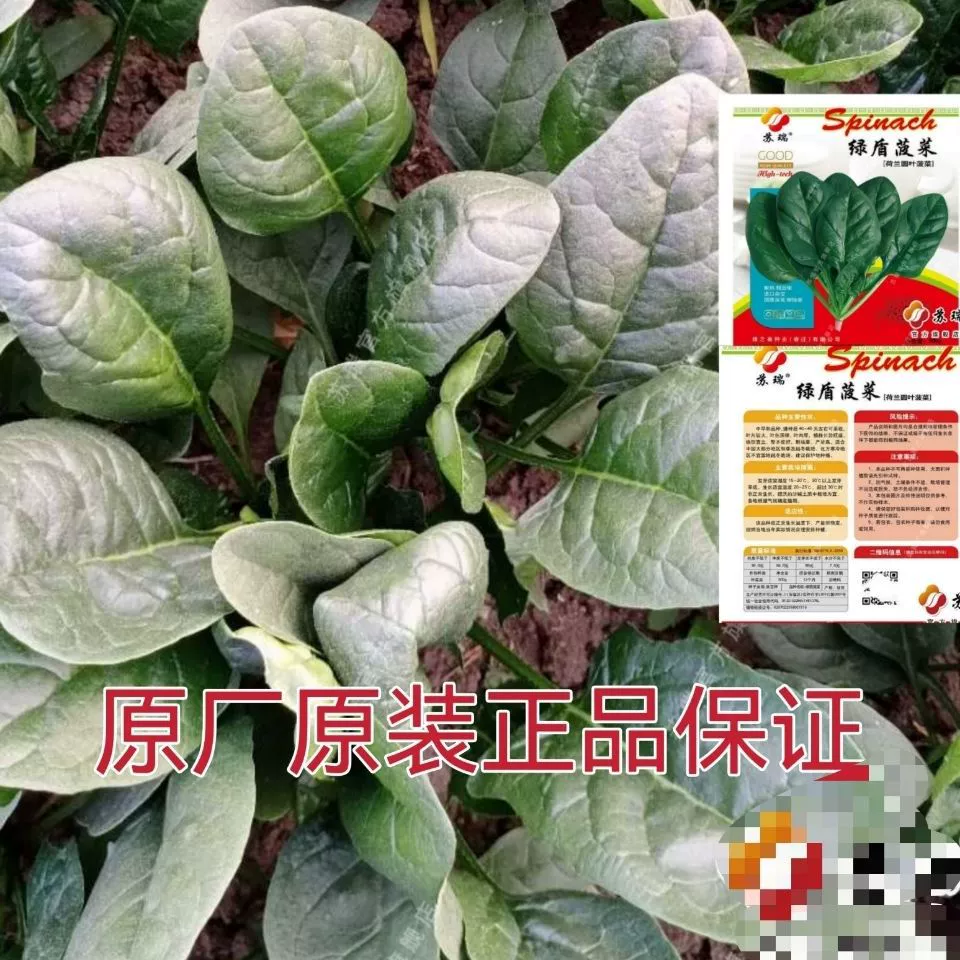 Семена шпината Морозостойкие Термостойкие Болтинг-устойчивые Устойчивые к болезням Зимовка голландских пионеров весной и осенью Среднеспелые сорта Семена овощных культур