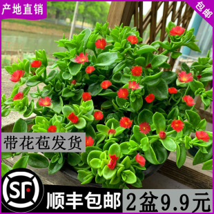 ĵ�����m�󻨰����Դ���ֲ�ﻨ�~���҃ȃ����՚�Gֲ�̨���B����