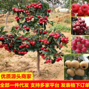 ɽ高�����Ʒ�N����ͥԺ�����̨���������Ǯ���Y���ϱ����Nֲ