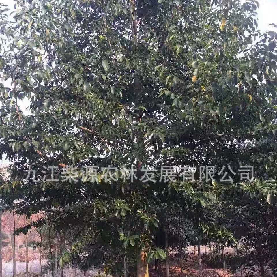 Оптовая продажа Lechang含笑 саженцы Guangdong含笑 Lechang含笑 12cm Lechang含笑 8cm