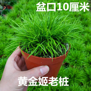 ��}�ձ��S�����Ѳ��辰ˮ�฽ʯ�Gֲ���X��횖V���҃�ˮ�B�Gֲ
