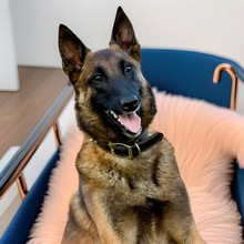 纯种马犬幼犬活体狗狗中型牧羊犬小狗爆红马犬活狗护卫犬工作犬
