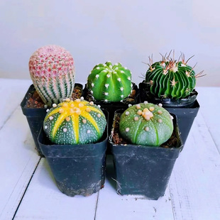New Cactus Package with Red Sun Pumpkin for Living Room Indoor Beginners, Easy-To-Care Succulent Plant with Buds