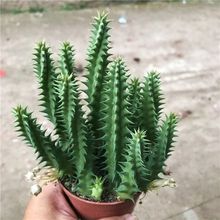 Ϭţ���޴���������ˏ�ƶ���ֲ��Ὺ���׶������ֺ����칫������