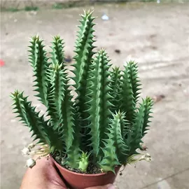 盆栽;月季蔷薇植物;花盆容器
