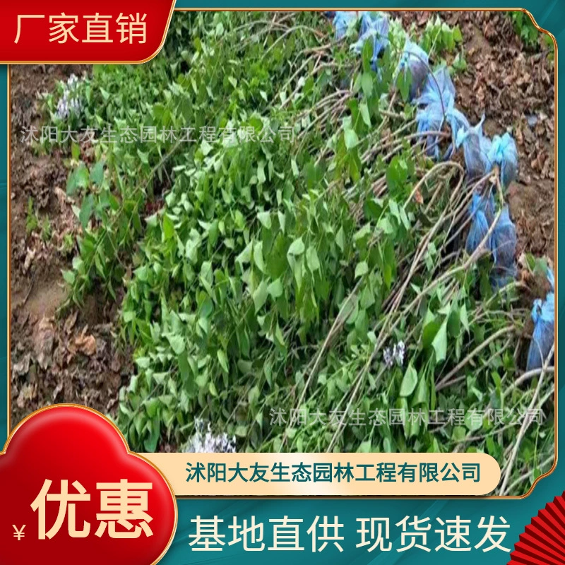 База оптом саженцы гвоздики собственного производства озеленение живописных мест дорога садовая инженерия озеленение саженцев