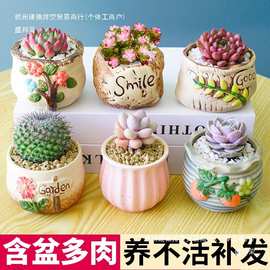 多肉植物组合室内小盆栽玉露桃蛋带陶瓷花盆土老桩仙人球室内含盆