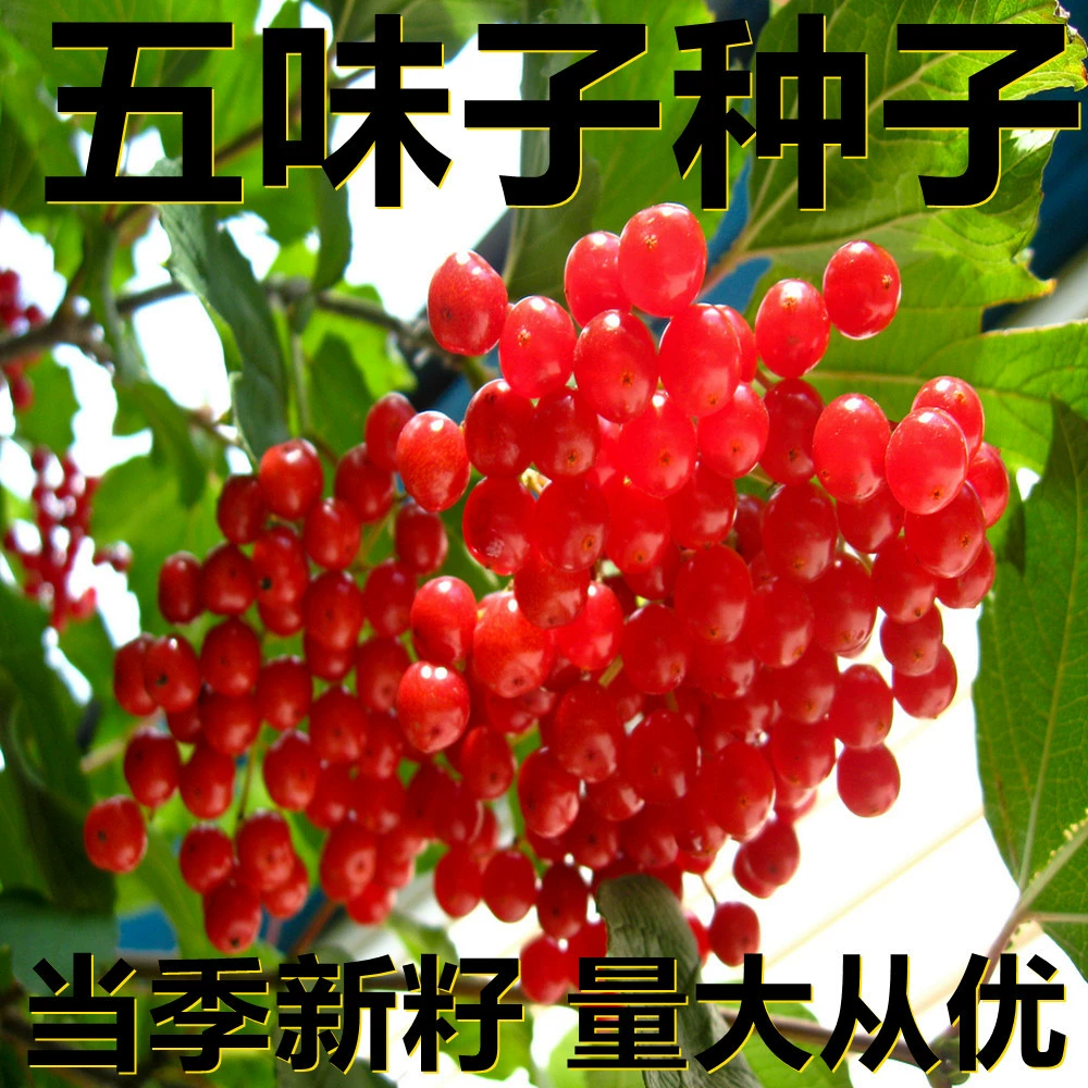 Семена Schisandra chinensis 250-500 г в мешках оптом, прямые поставки с места происхождения, сезонные новые семена, семена садовых растений