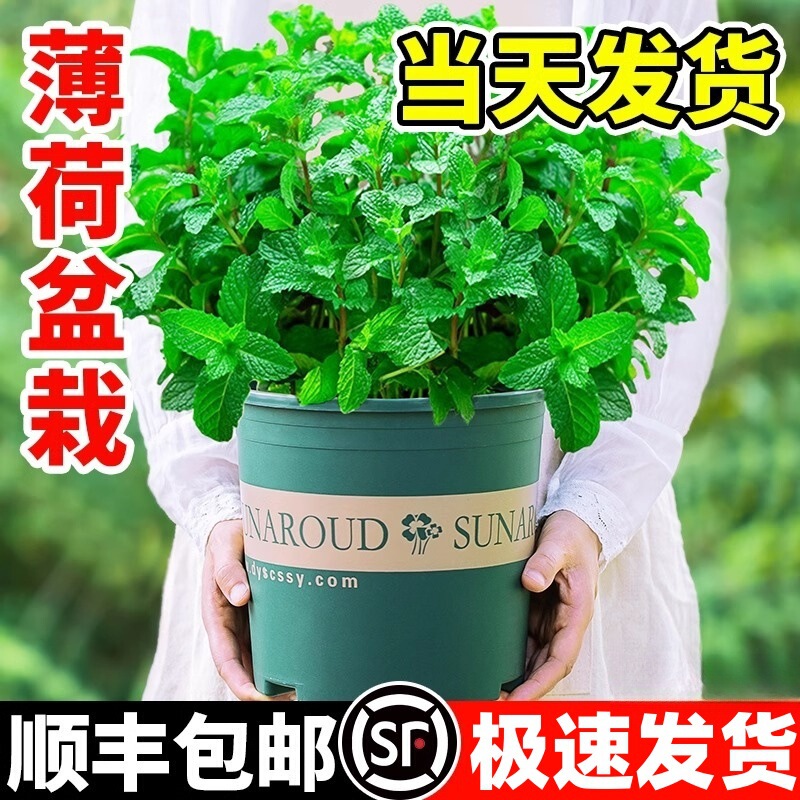 Mint Potted Edible Lemon Mint Seedlings Hydroponic Mosquito Repellent Plants Indoor Balcony Florals Desktop Easy to Grow Green Plants