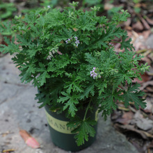 驱蚊草盆栽植物室内防蚊绿植室外庭院驱赶蚊 驱蚊草盆栽绿植花卉