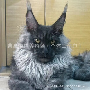 ����؈��؈��؈����؈����w���Һ��ػ��߾����Lë؈��Ѫ���;���