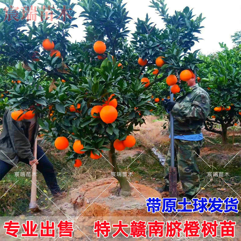 赣南脐橙苗纽荷尔脐橙苗嫁接橙子树苗南北方种植果树果苗当年结果