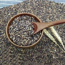 当季新货青稞大量米批发白蓝黑青稞仁五谷杂粮青稞酒原料一件代发