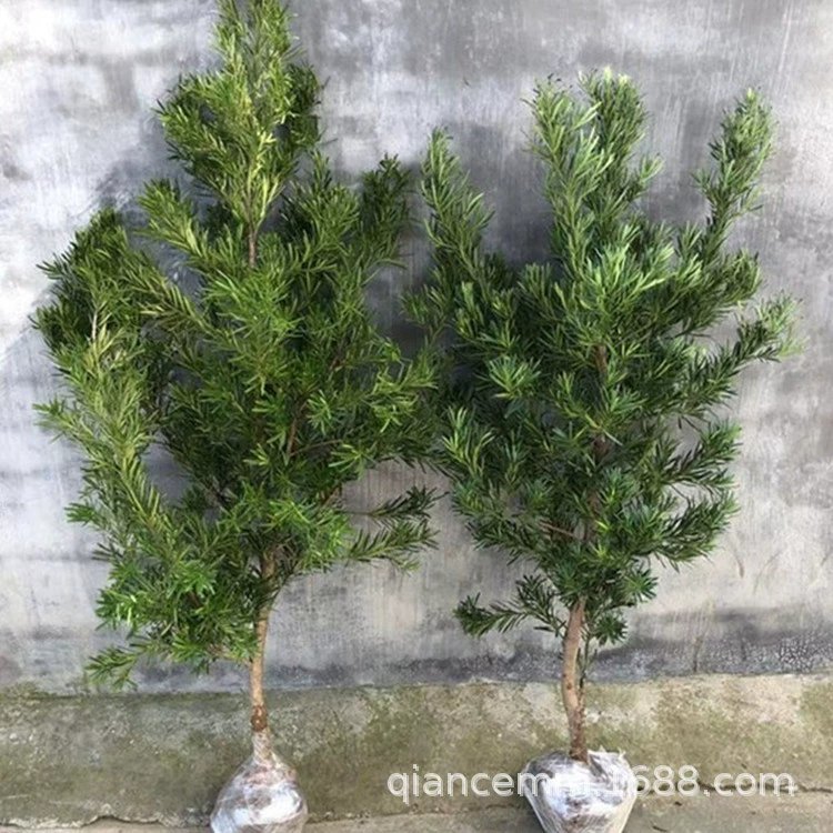 Похан Сосновая рассада Похан Сосна Бонсай Аутентичные Лист проса Наньтун Птичий Язык Черный Жемчуг Красный Бутон Похан Сосновая рассада