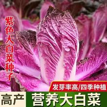 营养紫白菜种子里外紫色大白菜四季播种庭院田地农科院蔬菜籽