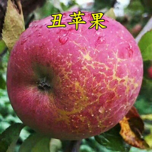 �޽��O������ �����Ĵ������Ĵ��ɽ���O�����ϱ����Nֲ����Y��