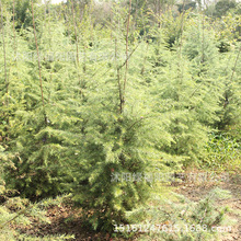 ѩɘ  }Q ͥԺGľ ļͺֲѩС