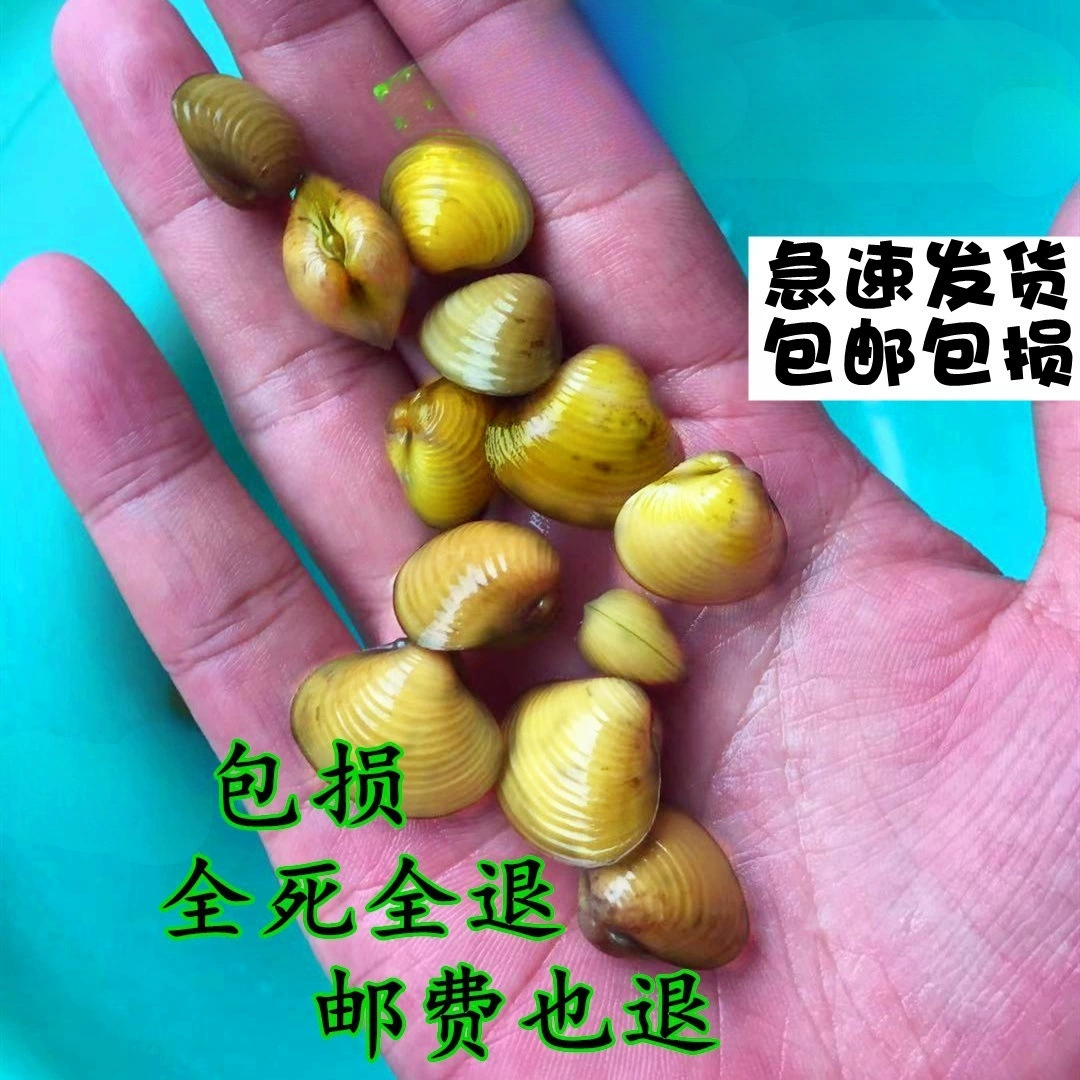Р River clams small river clams live freshwater cold water native small aquarium algae removal ornamental river clams direct sales