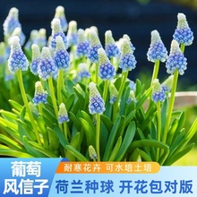 葡萄风信子种球耐寒多年生球根花园阳台盆栽地栽花卉