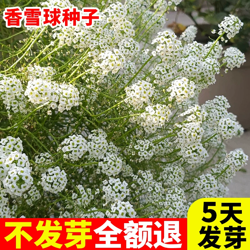 Семена цветов снежинки, семена цветов для уличных многолетников, устойчивых к холоду, семена цветов для покрытия почвы, море цветов, подвесные семена цветов на балконе во дворе