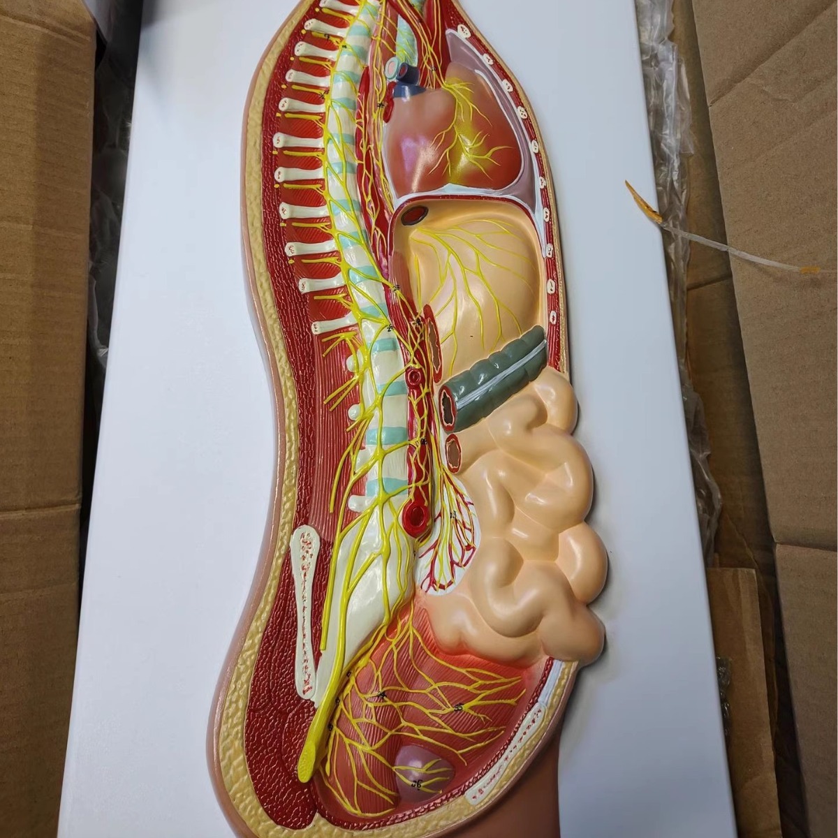 ����������ϵͳ����ģ������ҽѧ������ϵͳģ���񾭽���