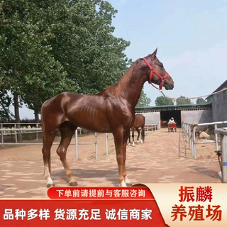 骑乘马价格—旅游用途马-蒙古马养殖场-跑马场-爱马人