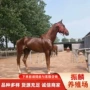 旅游蒙古马