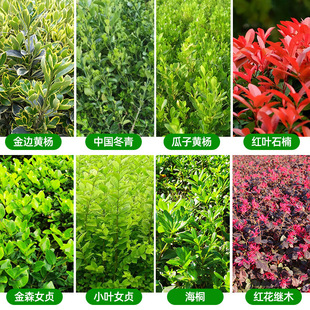 ��߅�����S������ɭС�~Ůؑ������t�~ʯ骺�ͩ�t���^ľ�G����