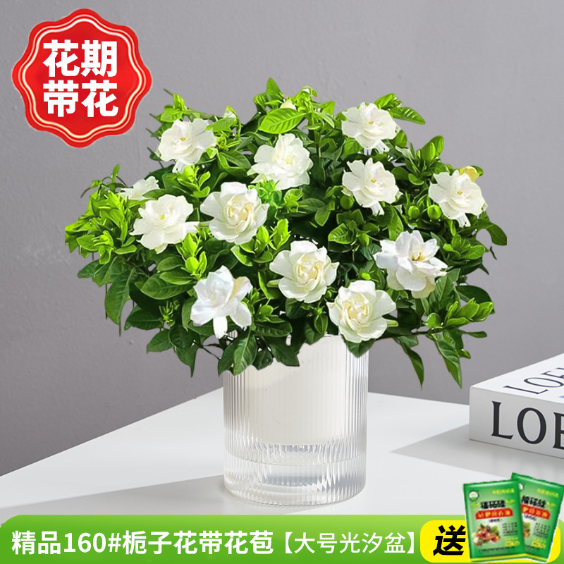 부티크 160#치자나무 개화기(대형 광조수분지)에 영양액을 공급