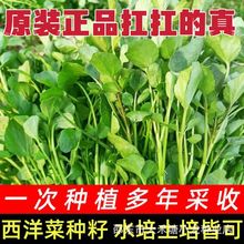 【新客优惠】西洋菜种子多年生豆瓣菜种子四季盆栽营养蔬菜种子籽