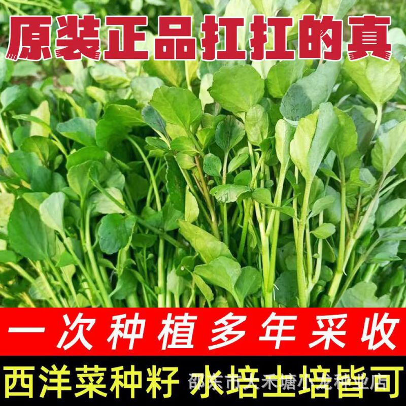 [New Guest Offer] Watercress Seeds Perennial Watercress Seeds Four Seasons Potted Nutritious Vegetable Seeds