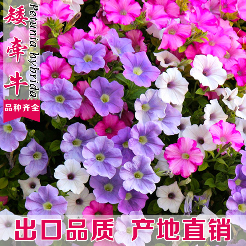 垂吊矮牵牛花种子 四季宜种耐寒易发芽花卉种子盆栽植物花卉|ru