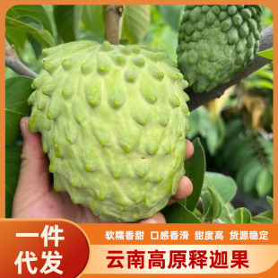 Yunnan Milk Pure сладкий ананас вентилятор Shakya Fruit Litchi Fresh Moni Fruits сделает фрукты кусочком фруктов