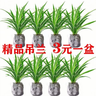 金边吊兰去甲醛植物四季常青净化空气室内办公室好养活花卉盆栽