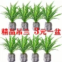 金边空气盆栽植物花卉