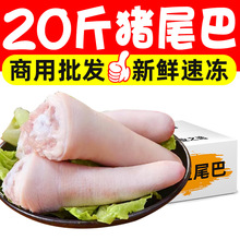 20斤猪尾巴整根冷冻农家短尾新鲜带皮无毛生鲜烧烤红烧商用批发