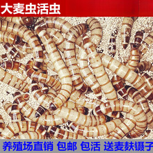 �����x���x����x��̖�S���x�����~������ϰ˸箋ü�Bʳ�x��